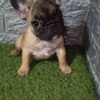 French Bulldog French bulldog