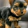 Yorkshire Terrier Healthy Yorkie puppies