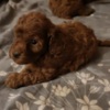 Poodle Red toy poodle