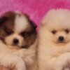 Pomeranian Pomeranian Spitz puppies