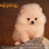 Pomeranian Pomeranian Spitz puppies