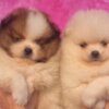 Pomeranian Pomeranian Spitz puppies