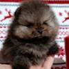 Pomeranian Pomeranian Spitz, female puppies
