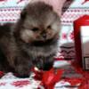 Pomeranian Pomeranian Spitz, female puppies