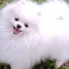 Pomeranian Pomeranian Spitz, female puppies