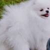 Pomeranian Pomeranian Spitz, female puppies