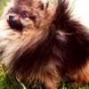 Pomeranian Pomeranian Spitz, female puppies