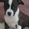 American Staffordshire Terrier American Staffordshire Terrier Welpen