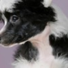 Chinese Crested Dog Chinese Crested Puppies