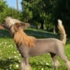 Chinese Crested Dog Chinese Crested Puppies