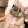 French Bulldog French bulldog, exotic puppies