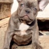 French Bulldog French bulldog, exotic puppies