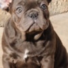 French Bulldog French bulldog, exotic puppies