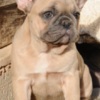 French Bulldog French bulldog, exotic puppies