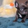 French Bulldog French bulldog puppies - Merle and Choco