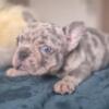 French Bulldog French bulldog puppies - Merle and Choco