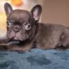 French Bulldog French bulldog puppies - Merle and Choco
