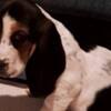 Basset Hound Basset hound puppies