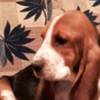 Basset Hound Basset hound puppies