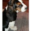 Basset Hound Basset hound puppies