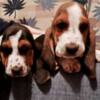 Basset Hound Basset hound puppies