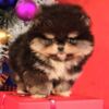 Pomeranian Pomeranian Boo – CHOCOLATE & TAN Puppies | NEW