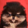Pomeranian Pomeranian Boo – CHOCOLATE & TAN Puppies | NEW