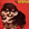 Pomeranian Pomeranian Boo – CHOCOLATE & TAN Puppies | NEW