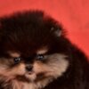 Pomeranian Pomeranian Boo – CHOCOLATE & TAN Puppies | NEW