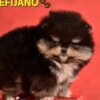 Pomeranian Pomeranian Boo – CHOCOLATE & TAN Puppies | NEW