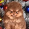 Pomeranian Pomeranian Boo – CHOCOLATE & TAN Puppies | NEW