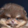 Pomeranian Pomeranian Boo – CHOCOLATE & TAN Puppies | NEW
