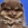Pomeranian Pomeranian Boo – CHOCOLATE & TAN Puppies | NEW