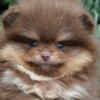 Pomeranian Pomeranian Boo – CHOCOLATE & TAN Puppies | NEW