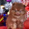 Pomeranian Pomeranian Boo – CHOCOLATE & TAN Puppies | NEW