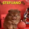 Pomeranian Pomeranian Boo – CHOCOLATE & TAN Puppies | NEW