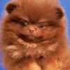 Pomeranian Pomeranian Boo – CHOCOLATE & TAN Puppies | NEW