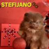 Pomeranian Pomeranian Boo – CHOCOLATE & TAN Puppies | NEW