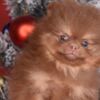 Pomeranian Pomeranian Boo – CHOCOLATE & TAN Puppies | NEW
