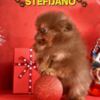 Pomeranian Pomeranian Boo – CHOCOLATE & TAN Puppies | NEW