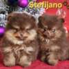 Pomeranian Pomeranian Boo – CHOCOLATE & TAN Puppies | NEW