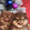 Pomeranian Pomeranian Boo – CHOCOLATE & TAN Puppies | NEW