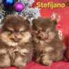 Pomeranian Pomeranian Boo – CHOCOLATE & TAN Puppies | NEW