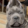 Cane Corso Cane Corso puppies for sale