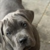 Cane Corso Cane Corso puppies for sale