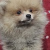 Pomeranian Pomeranian Boo puppies