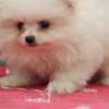 Pomeranian Pomeranian Boo puppies