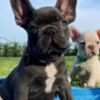 French Bulldog Healthy French bulldog puppies for sale