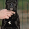 Cane Corso Cane Corso puppies for sale