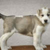 Central Asian Shepherd Dog Central Asian Shepherd Dog – Top Quality Puppies